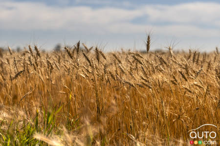The Prairies